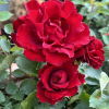 Hommage a Barbara -Rose Großblütige Rose - Rose Hommage a Barbara