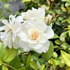 Iceberg - Climbing Rose - Rosa Iceberg