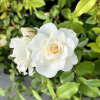 Iceberg - Climbing Rose - Rosa Iceberg