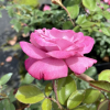 Lila Wunder - Parkrose - Rose Lila Wunder