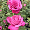 Lila Wunder - Park Rose - Rose Lila Wunder