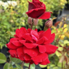 Musimara - róża pnąca - Rosa - Musimara