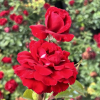 Musimara - Climbing Rose - Rosa - Musimara