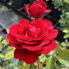 Paul's Scarlet Climber - Schlingrose - Rosa Paul's Scarlet Climber