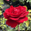 Paul's Scarlet Climber - Schlingrose - Rosa Paul's Scarlet Climber