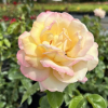 Peace - Grandiflora Rose - Rose Peace