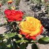 Rumba - róża wielokwiatowa - Rosa - Rumba