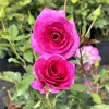 Violette Perfume - Climbing Rose - Rosa - Violette Perfume