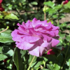 Violette Perfume - Climbing Rose/Rambler Rose - Rosa - Violette Perfume