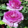 Violette Perfume - Climbing Rose/Rambler Rose - Rosa - Violette Perfume