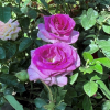 Violette Perfume - Climbing Rose/Rambler Rose - Rosa - Violette Perfume