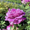Violette Perfume - Climbing Rose/Rambler Rose - Rosa - Violette Perfume