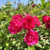 F.J. Grootendorst - róża parkowa - Rosa F.J. Grootendorst