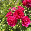 F.J. Grootendorst - róża parkowa - Rosa F.J. Grootendorst