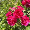 F.J. Grootendorst- Park Rose - Rosa F.J. Grootendorst