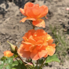 Westerland - Park Rose - Rosa Westerland