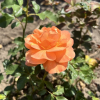 Westerland - Parkrose - Rosa Westerland