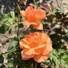 Westerland - Park Rose - Rosa Westerland