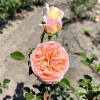 Rosa 'Auscot' ABRAHAM DARBY - Роза парковые - Rosa 'Auscot' ABRAHAM DARBY