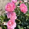 Jan - Deckrose - Jan - Rosa