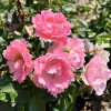 Jan - Bedding Rose - Jan - Rosa