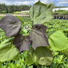 Catalpa ×erubescens 'Purpurea' - surmia pośrednia - Catalpa ×erubescens 'Purpurea'