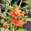 Chaenomeles japonica 'Cido' - pigwowiec japoński - Chaenomeles japonica 'Cido'