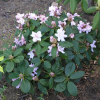 Dagmar - różanecznik jakuszimański - Dagmar - Rhododendron Yakushimanum