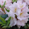 Dagmar - różanecznik jakuszimański - Dagmar - Rhododendron Yakushimanum