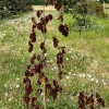 Fagus sylvatica 'Haaren' - buk pospolity - Fagus sylvatica 'Haaren'