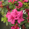 Hong Kong - azalia japońska - Hong Kong - Rhododendron