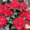 Kranenball - Рододендрон гибридный - Kranenball - Rhododendron hybridum