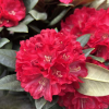 Kranenball - Рододендрон гибридный - Kranenball - Rhododendron hybridum