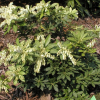 Pieris japonica 'Cavatine' - pieris japoński - Pieris japonica 'Cavatine'