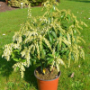 Pieris japonica 'Forest Flame' - pieris japoński - Pieris japonica 'Forest Flame'