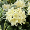 Praděd - różanecznik wielkokwiatowy - Rhododendron hybridum 'Praděd'