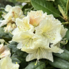 Praděd - Rhododendron hybrid - Rhododendron hybridum 'Praděd'