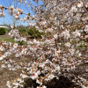 Prunus incisa 'Mikinori' - wiśnia wczesna - Prunus incisa 'Mikinori'