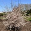 Prunus incisa 'Mikinori' - Fujikirsche - Prunus incisa 'Mikinori'