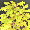 Quercus palustris 'Isabel' - Pin oak - Quercus palustris 'Isabel'