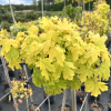 Acer campestre 'Postelense' - klon polny - Acer campestre 'Postelense'