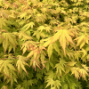 Acer palmatum 'Orange Dream' - Fächer-Ahorn - Acer palmatum 'Orange Dream'