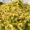 Acer palmatum 'Orange Dream' - klon palmowy - Acer palmatum 'Orange Dream'