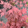 Acer palmatum 'Atropurpureum' - Fächer-Ahorn - Acer palmatum 'Atropurpureum'