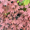 Acer palmatum 'Atropurpureum' - Japanese maple - Acer palmatum 'Atropurpureum'