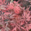 Acer palmatum 'Crimson Queen' - Клен дланевидный - Acer palmatum 'Crimson Queen'