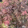 Acer palmatum 'Crimson Queen' - Клен дланевидный - Acer palmatum 'Crimson Queen'