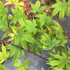 Acer palmatum 'Nicholsonii' - Клен дланевидный - Acer palmatum 'Nicholsonii'