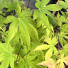Acer palmatum 'Nicholsonii' - Клен дланевидный - Acer palmatum 'Nicholsonii'