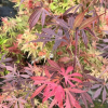 Acer palmatum 'Rainbow Sister'- Fächer-Ahorn - Acer palmatum 'Rainbow Sister'